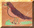 Cool Creations Embroidery Designs - Robin